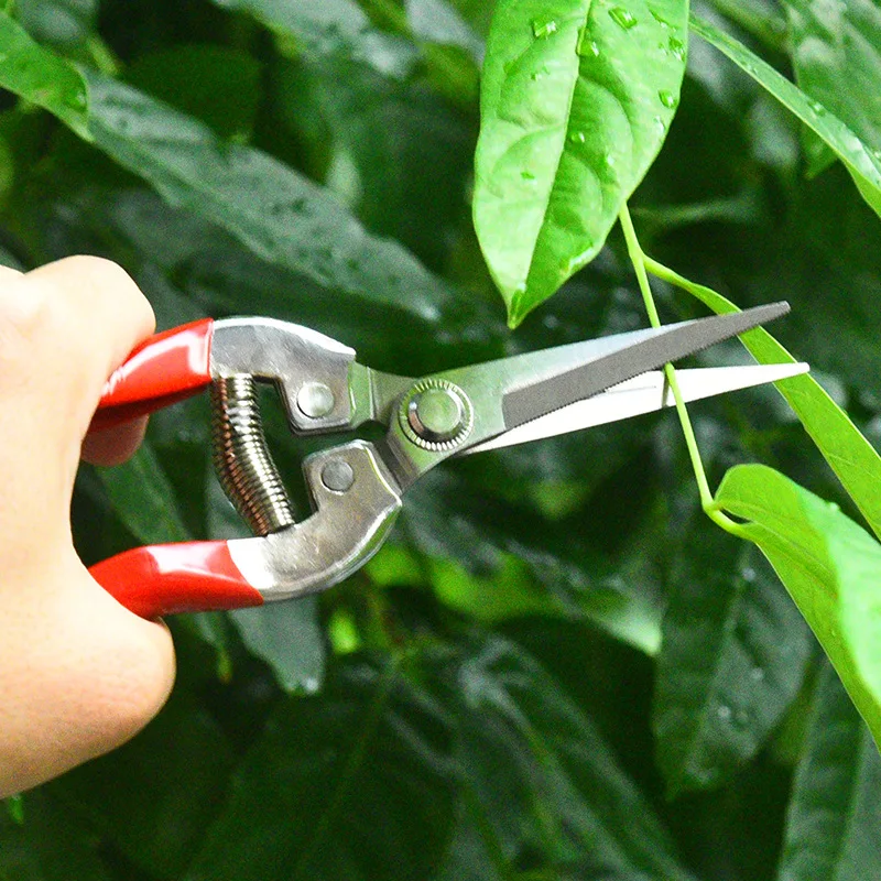 สแตนเลสกรรไกรตัดแต่งกิ่งกรรไกร - Gardening Tools For Women บทวิจารณ์และราคา