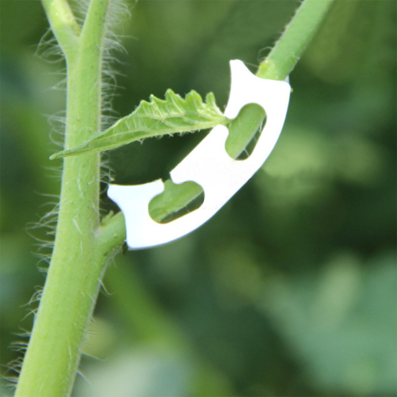 50/100Pcs Botany-Stem Vine สาย - Gardening Tools For Vines บทวิจารณ์และราคา