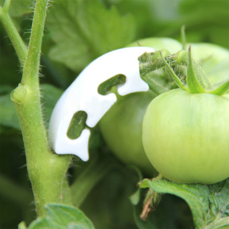 50/100Pcs Botany-Stem Vine สาย - Gardening Tools For Vines บทวิจารณ์และราคา