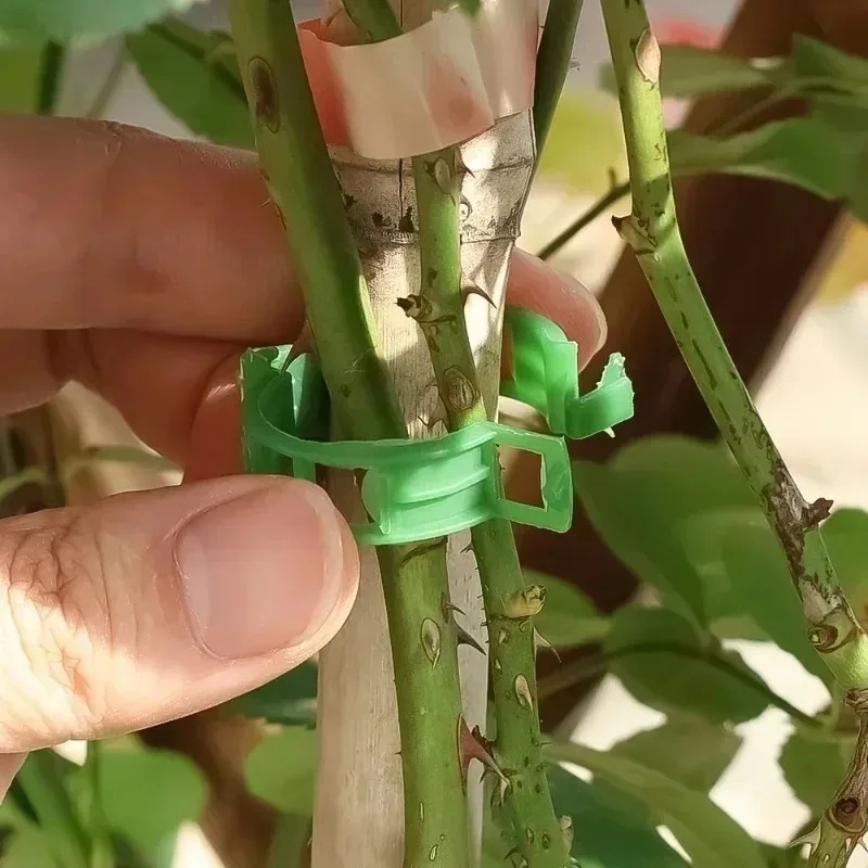 คลิปพลาสติกสำหรับยึดต้นไม้ 50- - Gardening Tools For Vines บทวิจารณ์และราคา