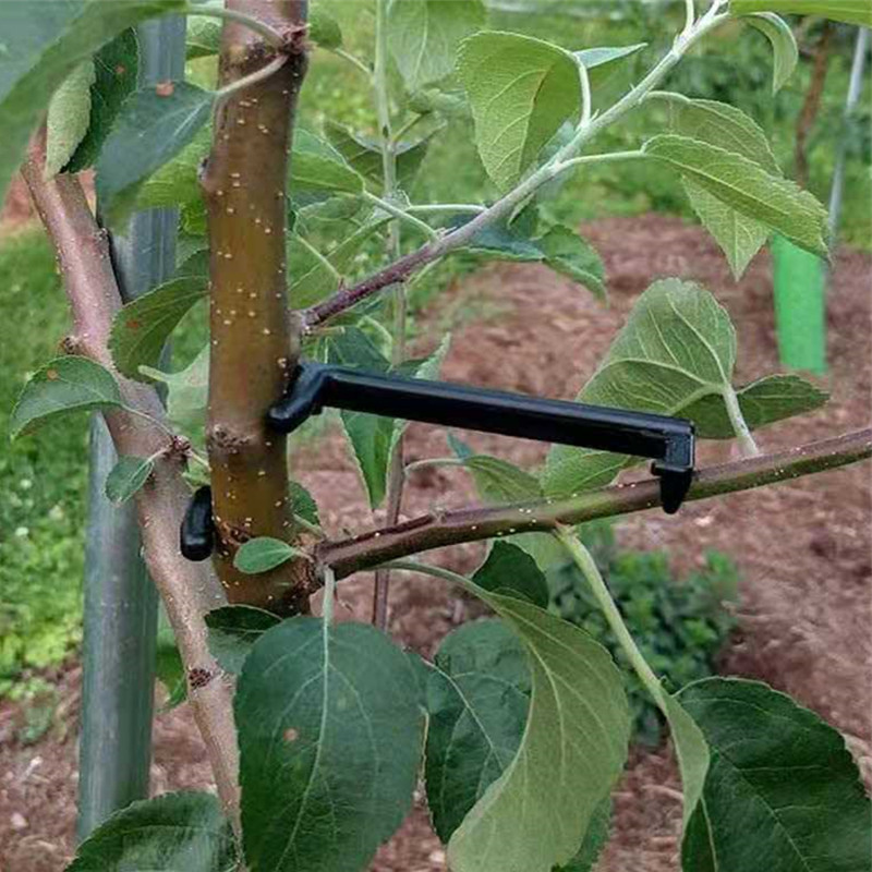 10-30Pcs ผลไม้คลิปต้นไม้พืช Vi - Gardening Tools For Vines บทวิจารณ์และราคา