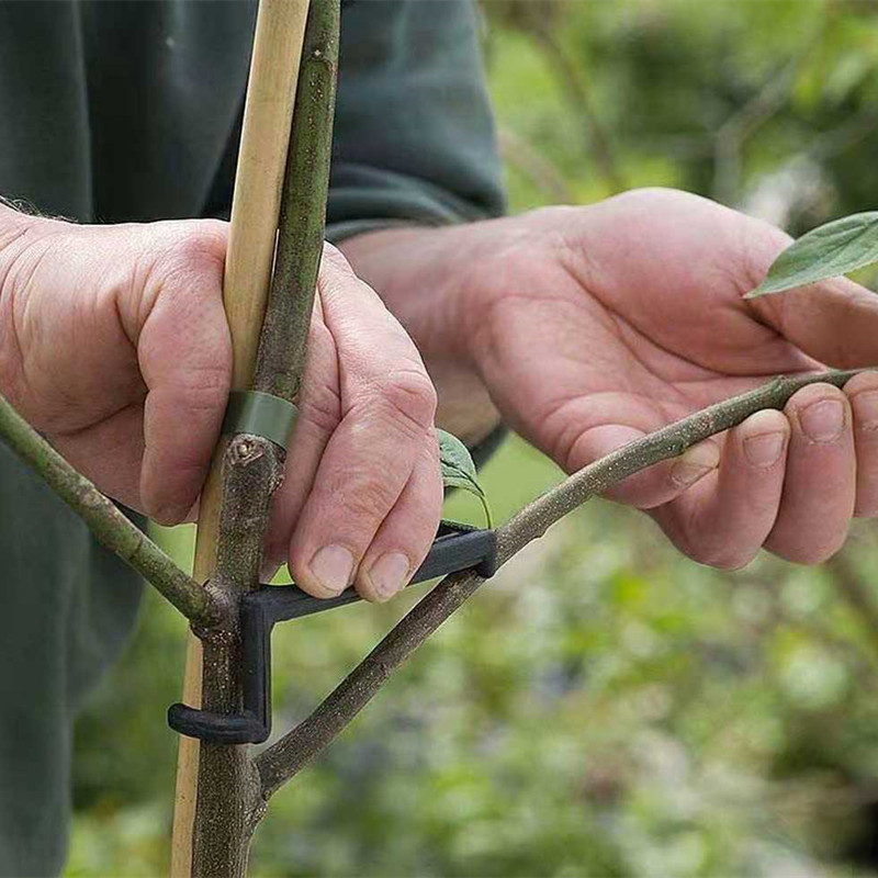 10-30Pcs ผลไม้คลิปต้นไม้พืช Vi - Gardening Tools For Vines บทวิจารณ์และราคา